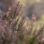 2015温网巅峰对决直播:费德勒与德约科维奇争冠之战 a22xfp