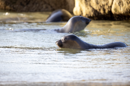 3d开奖结果290号码开奖最新公布与走势分析