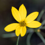 2016年MotoGP世界摩托车锦标赛全程高清直播 ox2vsq7a