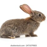 3D开奖结果373历史开奖前后关联走势分析 t8fya